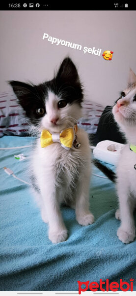 Tuxedo (Smokin) Kedi, Kedi  Miya fotoğrafı