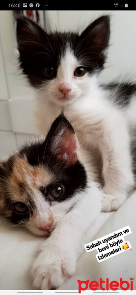 Tuxedo (Smokin) Kedi, Kedi  Miya fotoğrafı