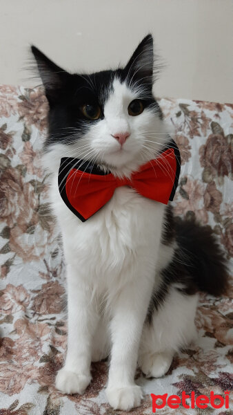 Tuxedo (Smokin) Kedi, Kedi  Miya fotoğrafı