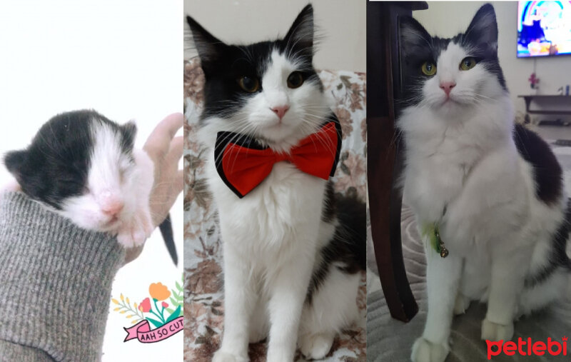 Tuxedo (Smokin) Kedi, Kedi  Miya fotoğrafı