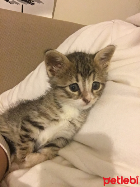 Tekir Kedi, Kedi  Tahin fotoğrafı