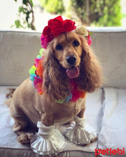 İngiliz Cocker Spaniel, Köpek  Şila fotoğrafı