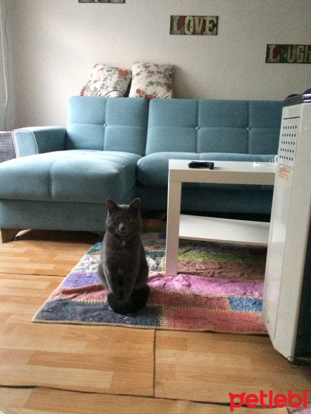 Mavi Rus, Kedi  zeytin fotoğrafı