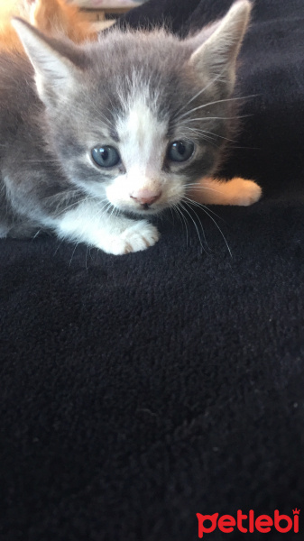Mavi Rus, Kedi  Duman fotoğrafı