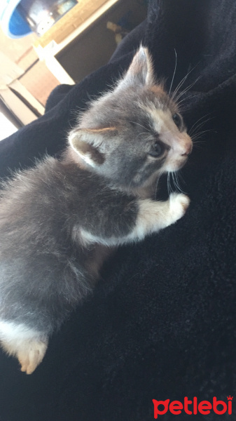 Mavi Rus, Kedi  Duman fotoğrafı