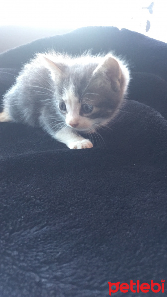 Mavi Rus, Kedi  Duman fotoğrafı