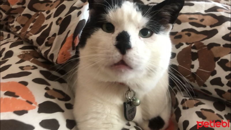 Tuxedo (Smokin) Kedi, Kedi  Texas fotoğrafı