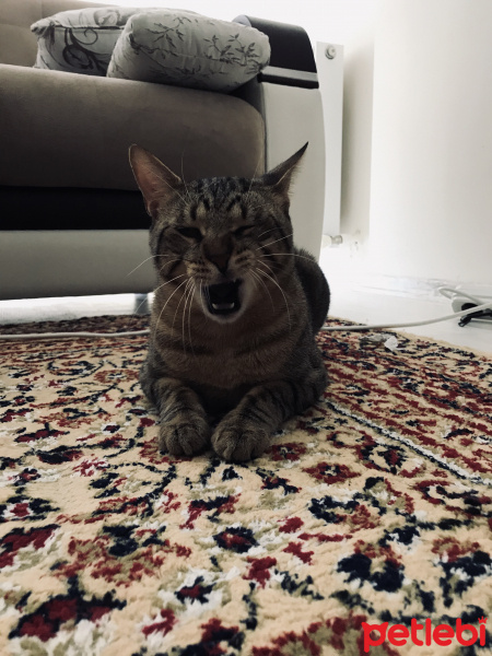Tekir Kedi, Kedi  Dean fotoğrafı