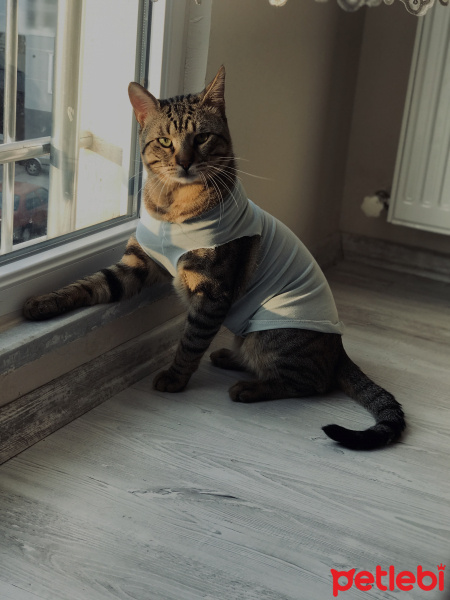 Tekir Kedi, Kedi  Dean fotoğrafı