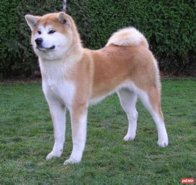 Akita İnu, Köpek  akita fotoğrafı