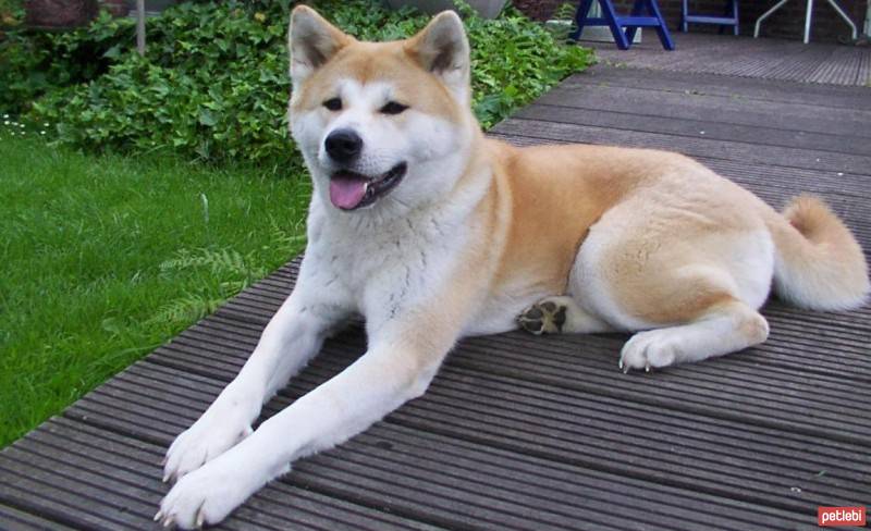 Akita İnu, Köpek  akita fotoğrafı