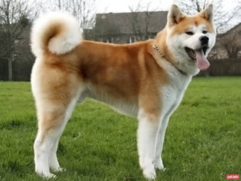 Akita İnu, Köpek  akita fotoğrafı