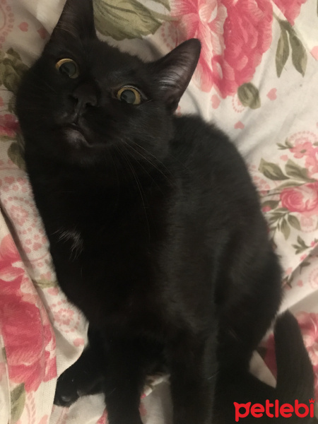 Bombay, Kedi  Sam fotoğrafı