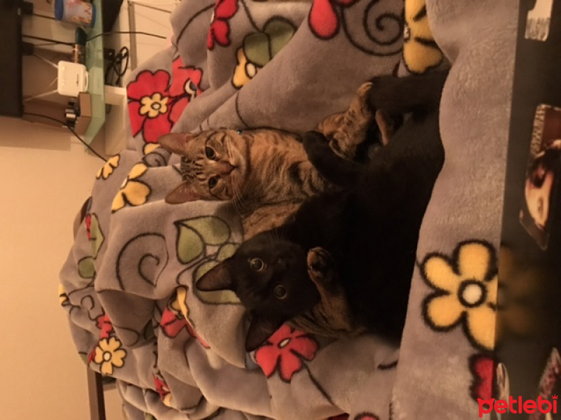 Bombay, Kedi  Sam fotoğrafı