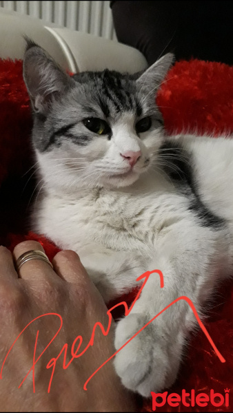 Tekir Kedi, Kedi  Prenses fotoğrafı