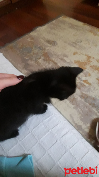 Tekir Kedi, Kedi  lilith fotoğrafı