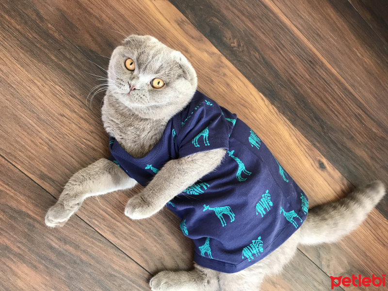 Scottish Fold, Kedi  Roka fotoğrafı