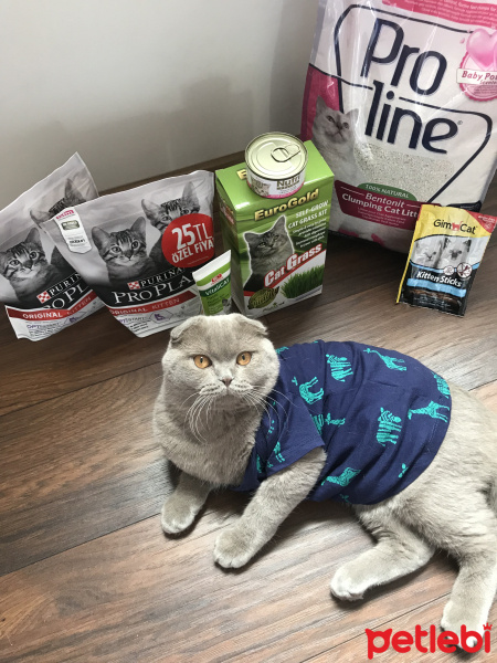 Scottish Fold, Kedi  Roka fotoğrafı