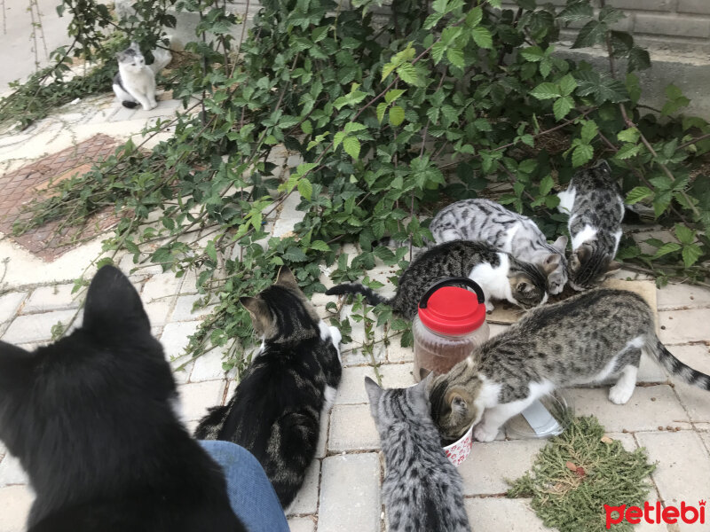 Soke, Kedi  Sokak pisilerim fotoğrafı