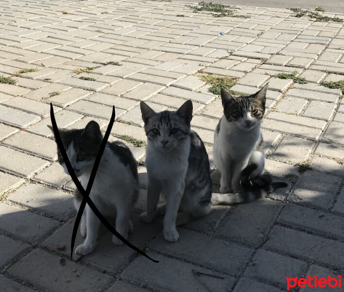 Soke, Kedi  Sokak pisilerim fotoğrafı