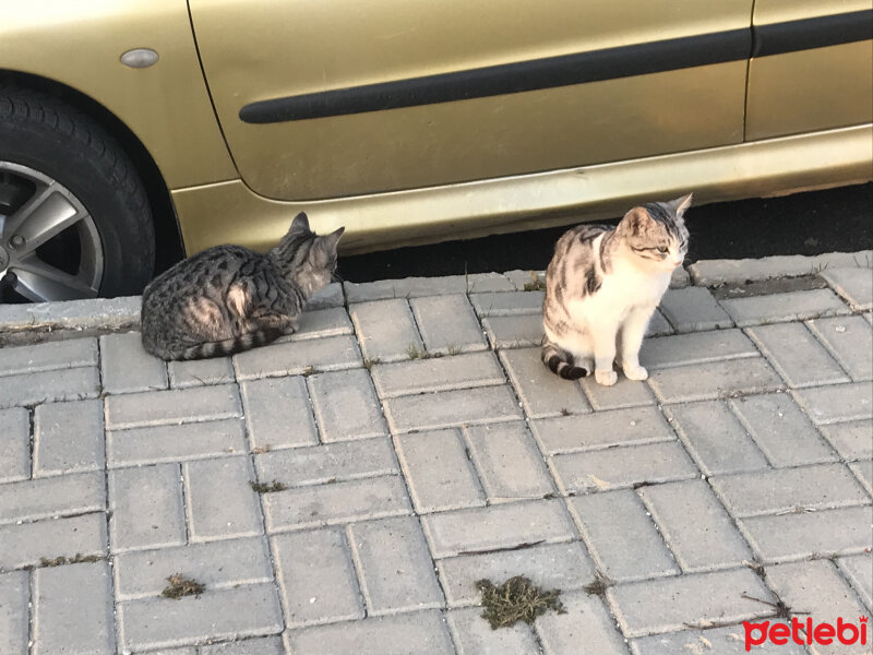 Soke, Kedi  Sokak pisilerim fotoğrafı