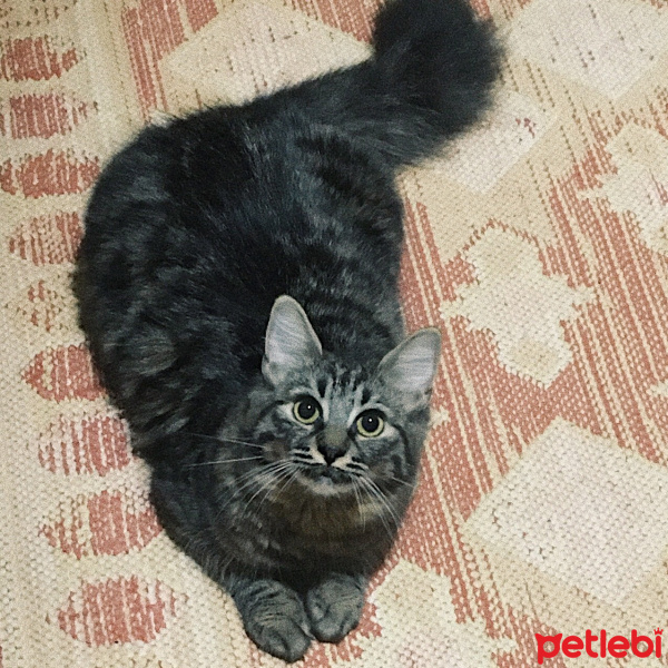 Tekir Kedi, Kedi  Zeytin fotoğrafı