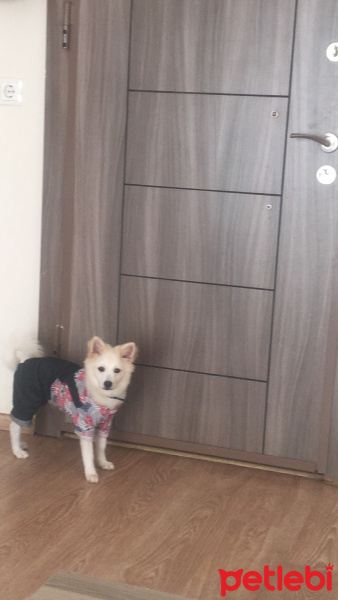 Pomeranyalı, Köpek  Bobby fotoğrafı