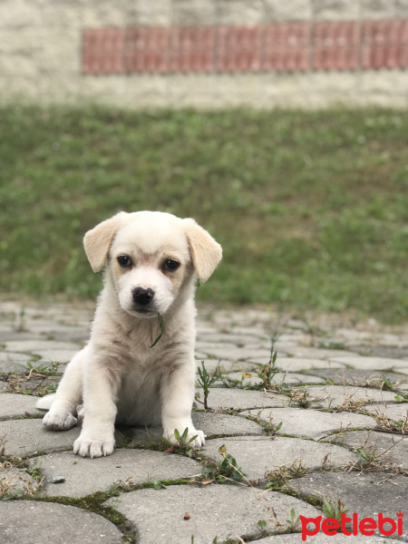 Sokö (Sokak Köpeği), Köpek  Şans fotoğrafı