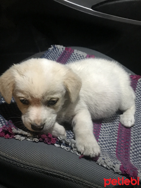Sokö (Sokak Köpeği), Köpek  Şans fotoğrafı