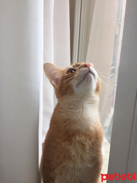 Abyssinian, Kedi  Ray fotoğrafı