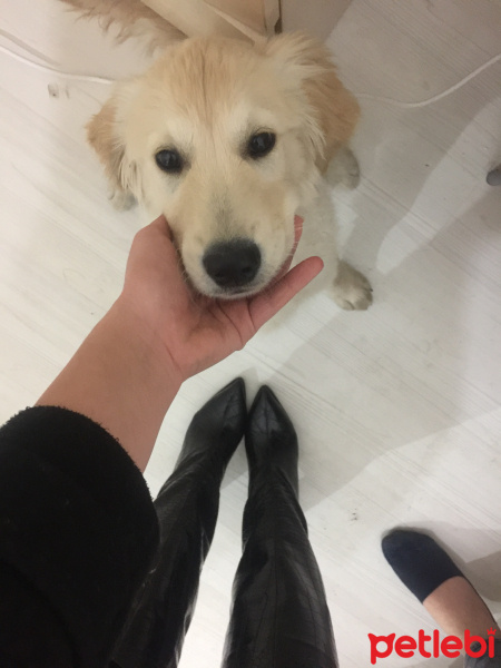 Golden Retriever, Köpek  Milka fotoğrafı