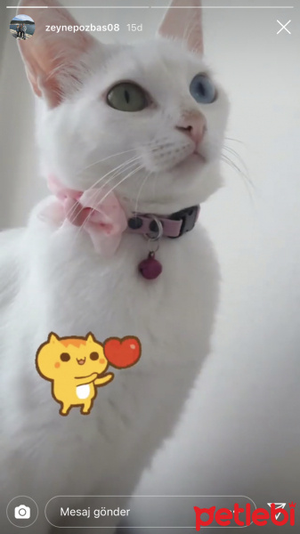 Van Kedisi, Kedi  Prenses fotoğrafı