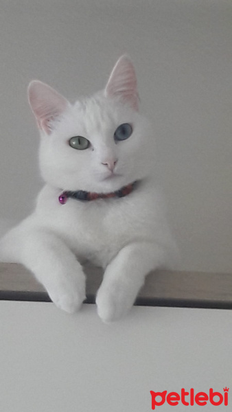 Van Kedisi, Kedi  Prenses fotoğrafı