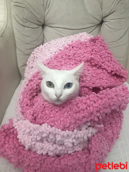 Van Kedisi, Kedi  Prenses fotoğrafı