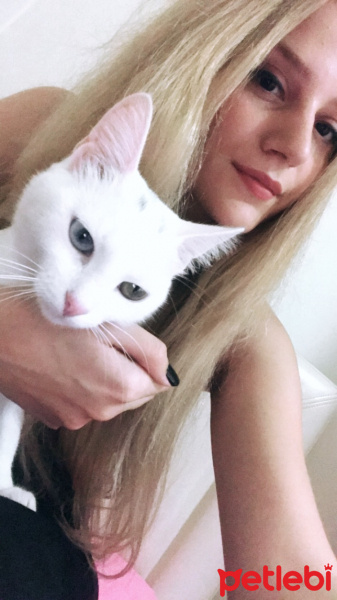 Van Kedisi, Kedi  Prenses fotoğrafı