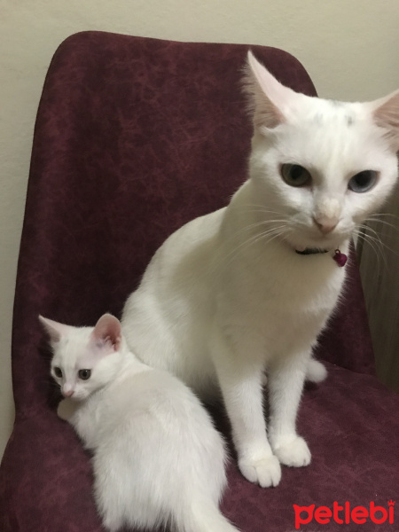 Van Kedisi, Kedi  Prenses fotoğrafı