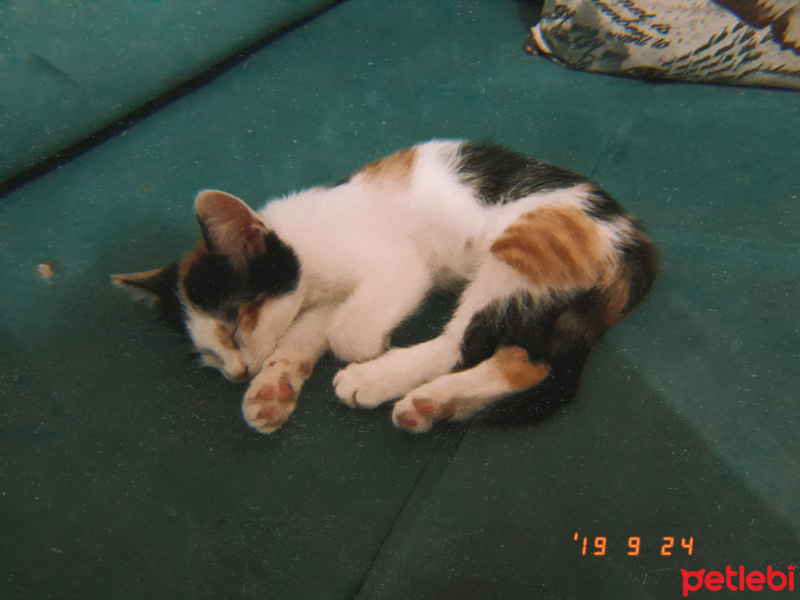 Tekir Kedi, Kedi  Pati fotoğrafı