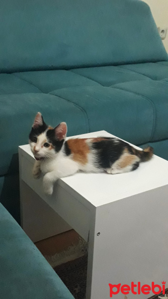 Tekir Kedi, Kedi  Pati fotoğrafı