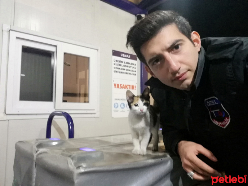 Ankara Kedisi, Kedi  İsimsiz fotoğrafı