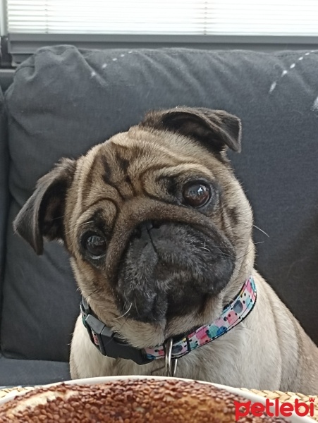 Pug, Köpek  Şiba fotoğrafı