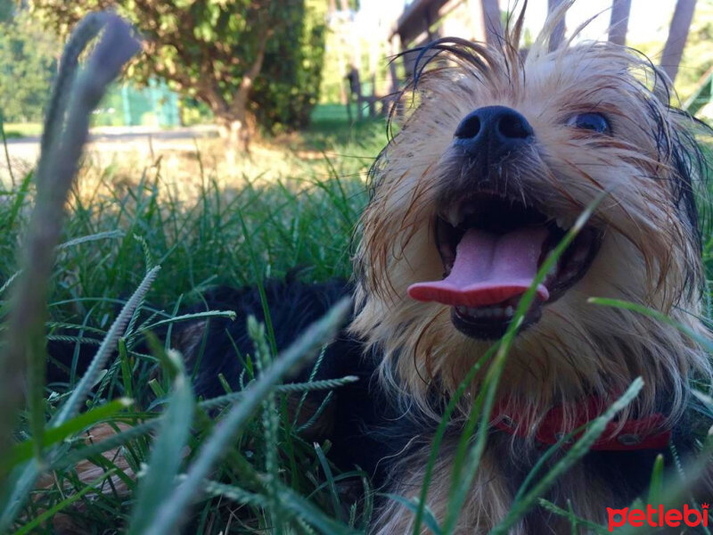 Yorkshire Terrier, Köpek  Toffie fotoğrafı