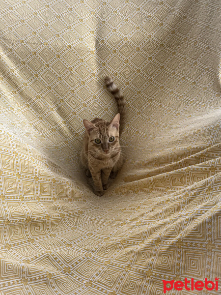 Sarman, Kedi  Tarçın fotoğrafı