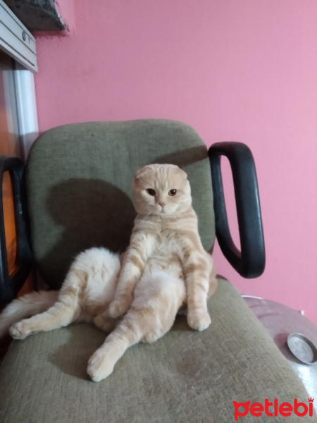 Scottish Fold, Kedi  Bozo fotoğrafı