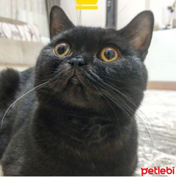 British Shorthair, Kedi  PASCAL fotoğrafı