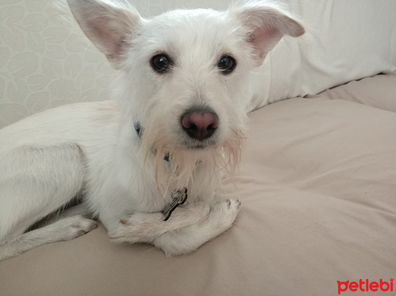 Fox Terrier (Wire), Köpek  lucky fotoğrafı