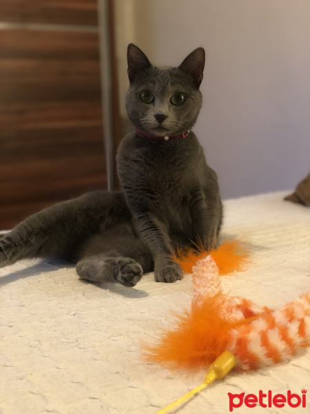 Burmilla (Silver Burmese), Kedi  Mia fotoğrafı