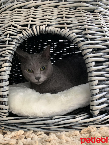 Burmilla (Silver Burmese), Kedi  Mia fotoğrafı
