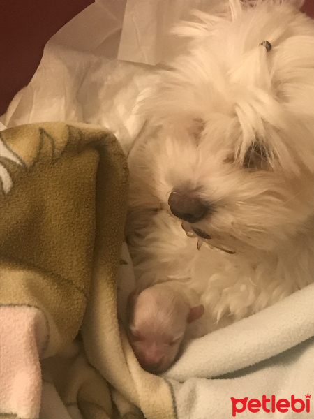 Maltese, Köpek  Köpüşler fotoğrafı