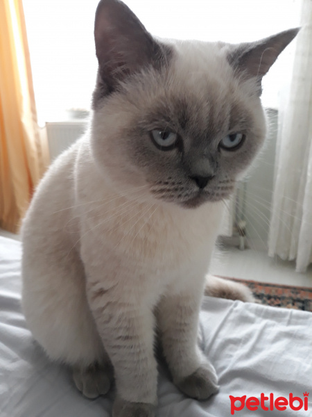 British Shorthair, Kedi  ALEX fotoğrafı