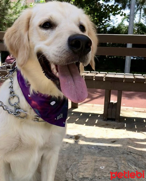 Golden Retriever, Köpek  Asil fotoğrafı